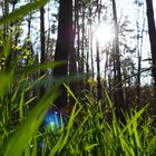 wood and sun