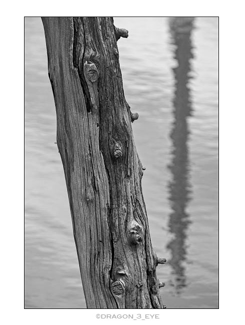Wood and Water 