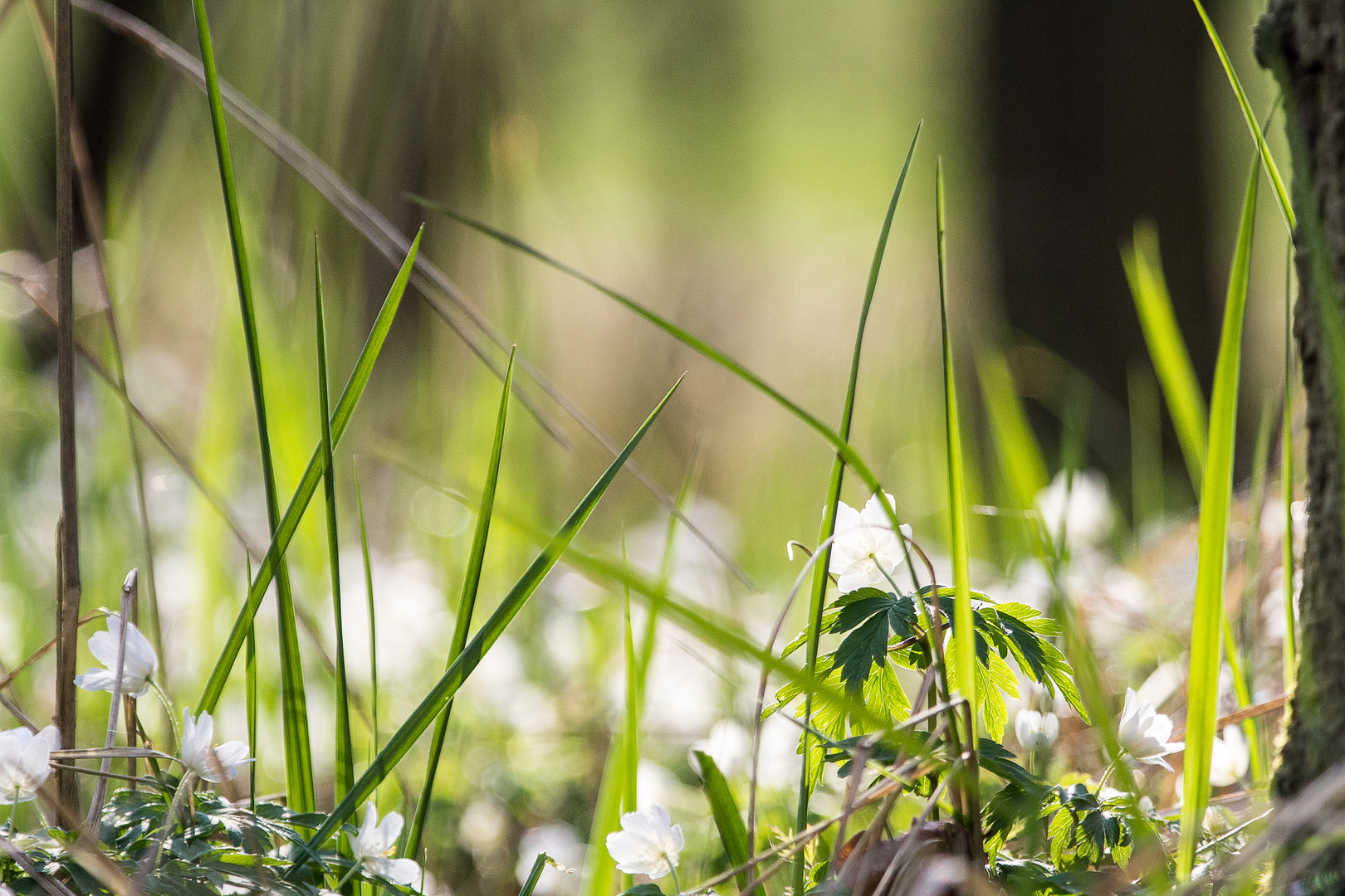 Wood Anemone