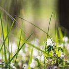 Wood Anemone