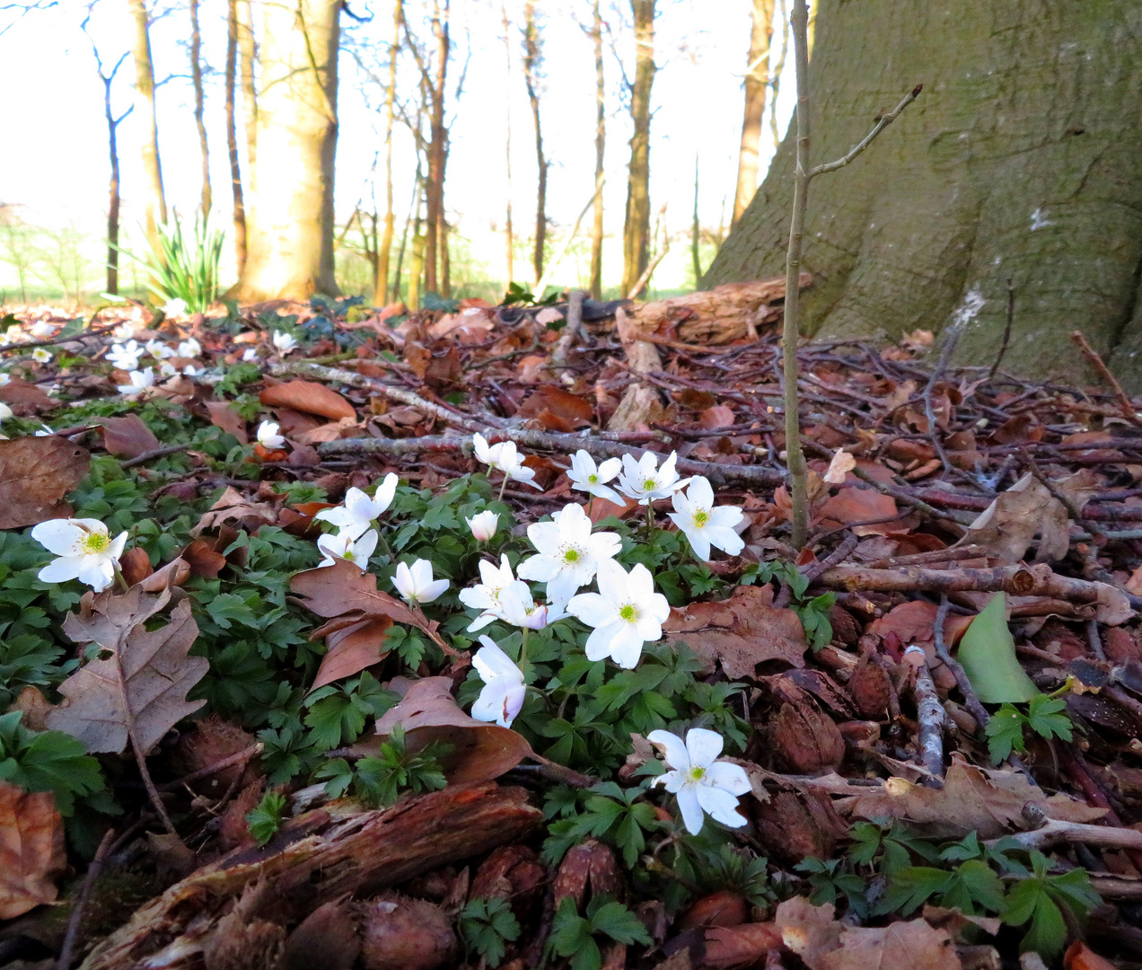  wood anemone ...