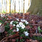  wood anemone ...