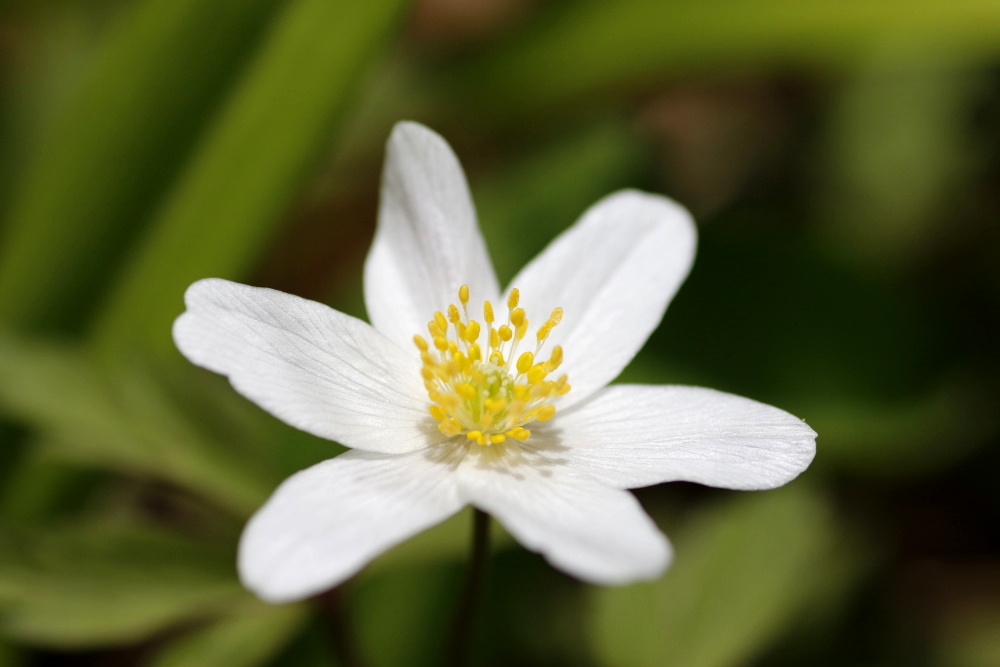 Wood anemone (windflower)
