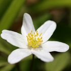 Wood anemone (windflower)