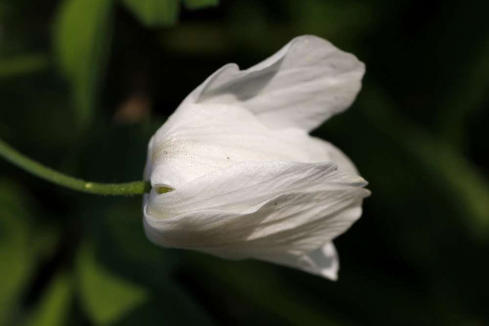 Wood anemone (Windflower)