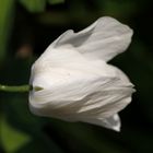 Wood anemone (Windflower)