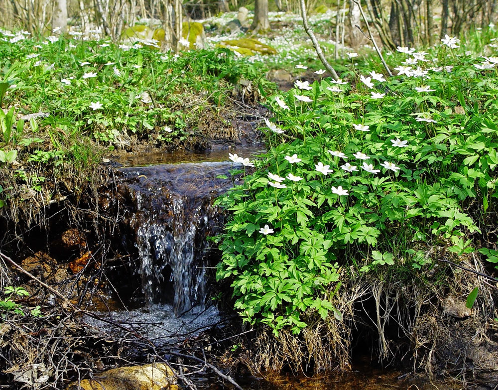 Wood anemones