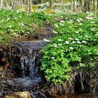 Wood anemones