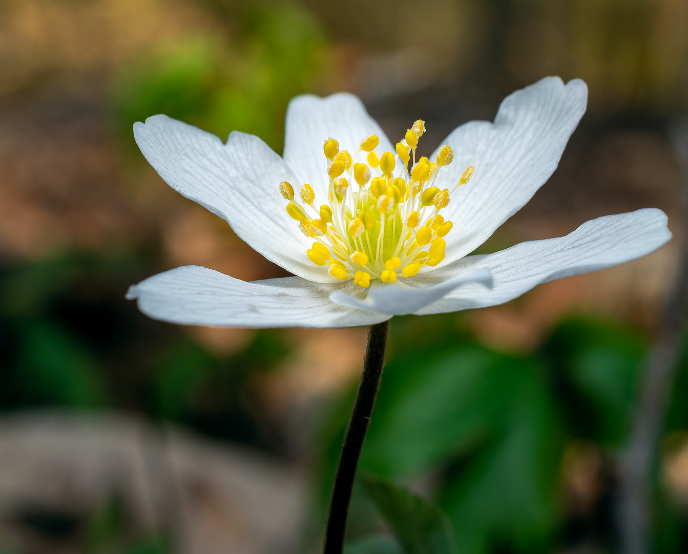 woodanemones7911988 Foto & Bild pflanzen, pilze & flechten, blüten