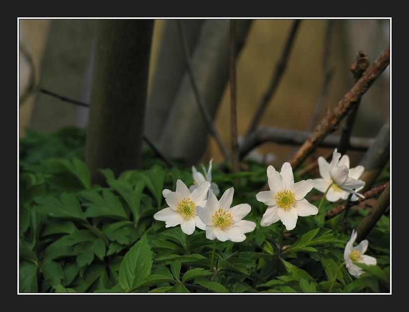 Wood Anemones (Landgoed Wolfslaar) 1