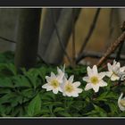 Wood Anemones (Landgoed Wolfslaar) 1