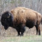 Wood Bison (Buffalo) in Elk Island, Alberta, Kanada