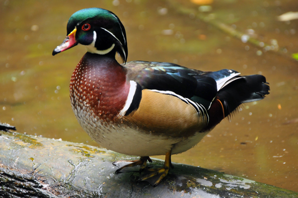 Wood Duck