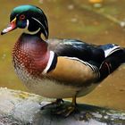 Wood Duck