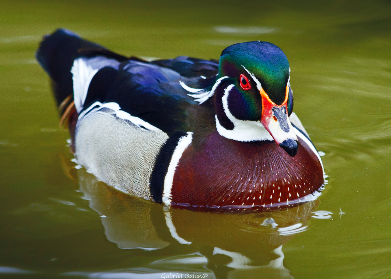 Wood duck