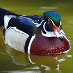 Wood duck