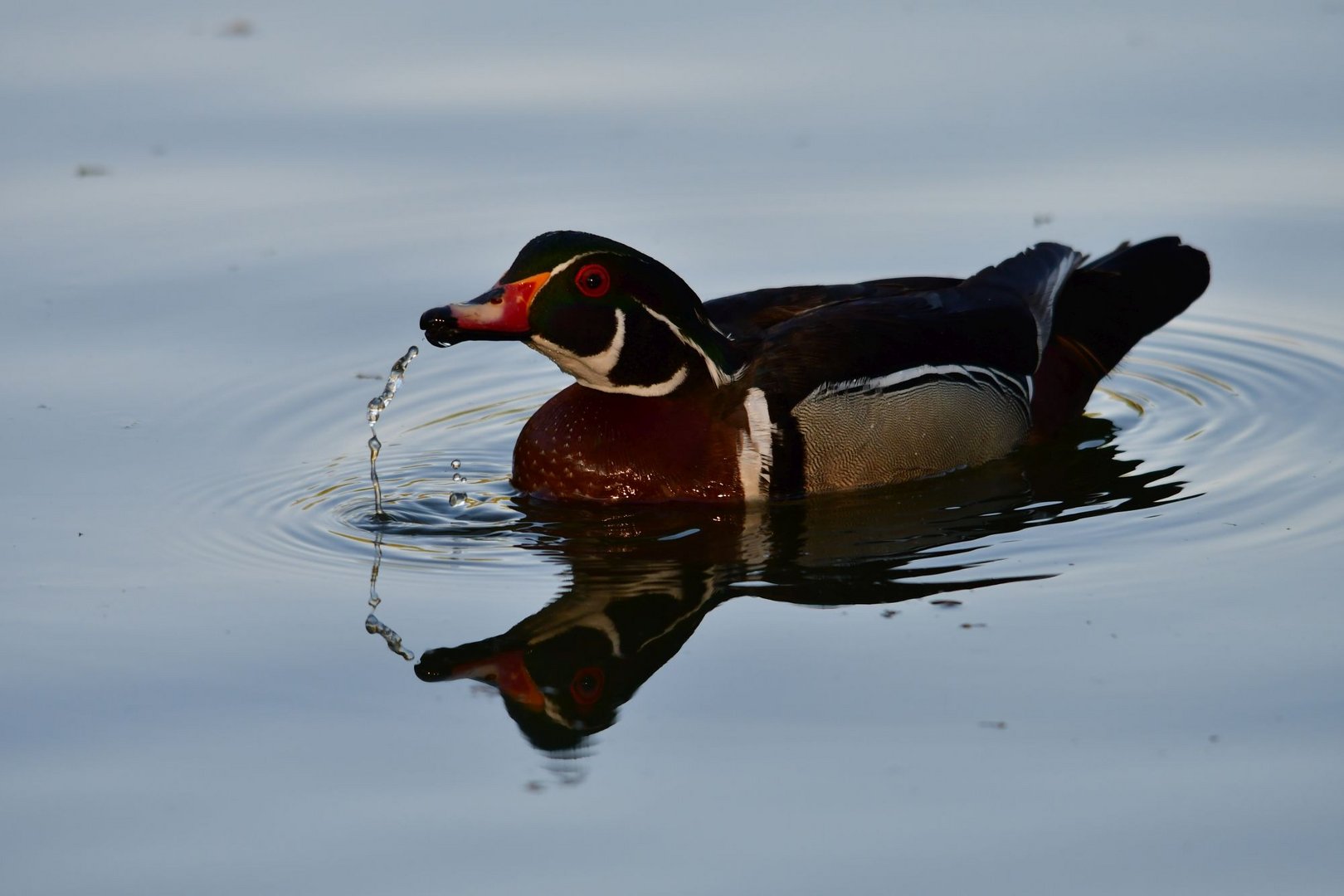 Wood Duck  -  Brautente