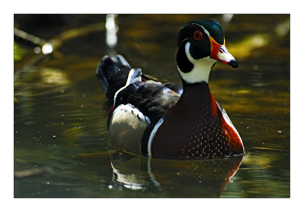 Wood Duck or Carolina Duck -  Brautente