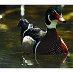 Wood Duck or Carolina Duck -  Brautente