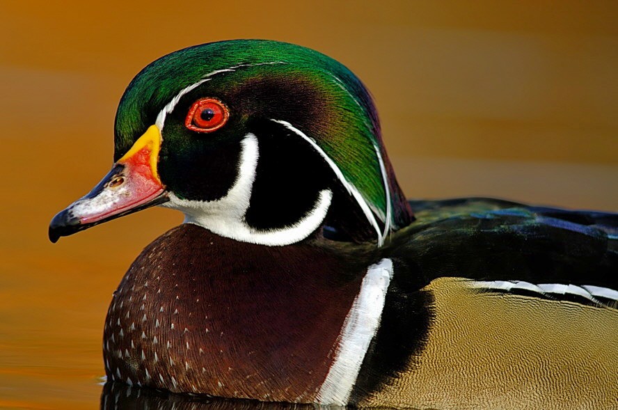 Wood Duck portrait - Aix sponsa