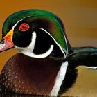 Wood Duck portrait - Aix sponsa