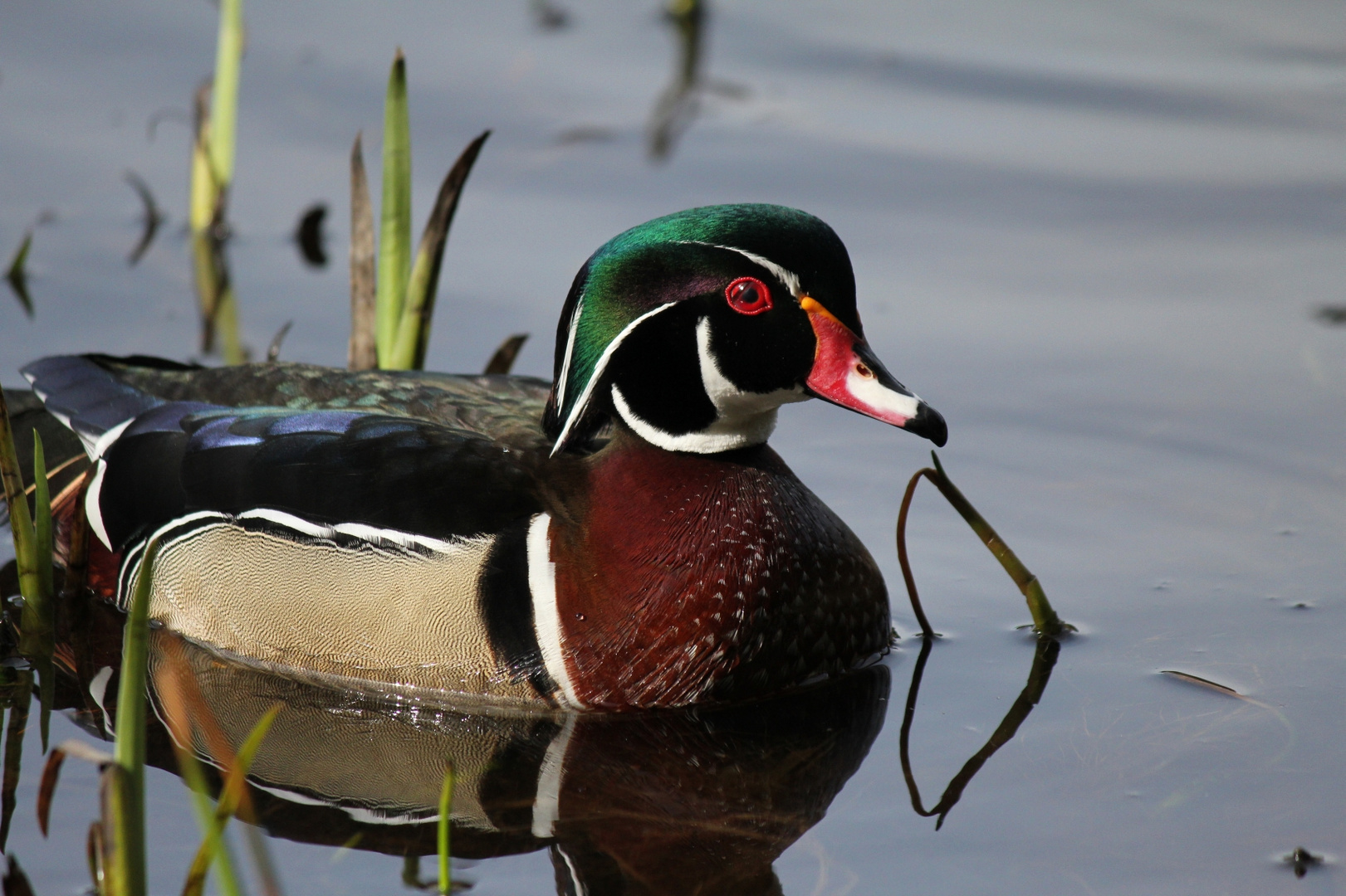 Wood ducks