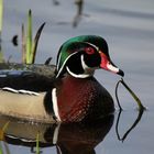 Wood ducks