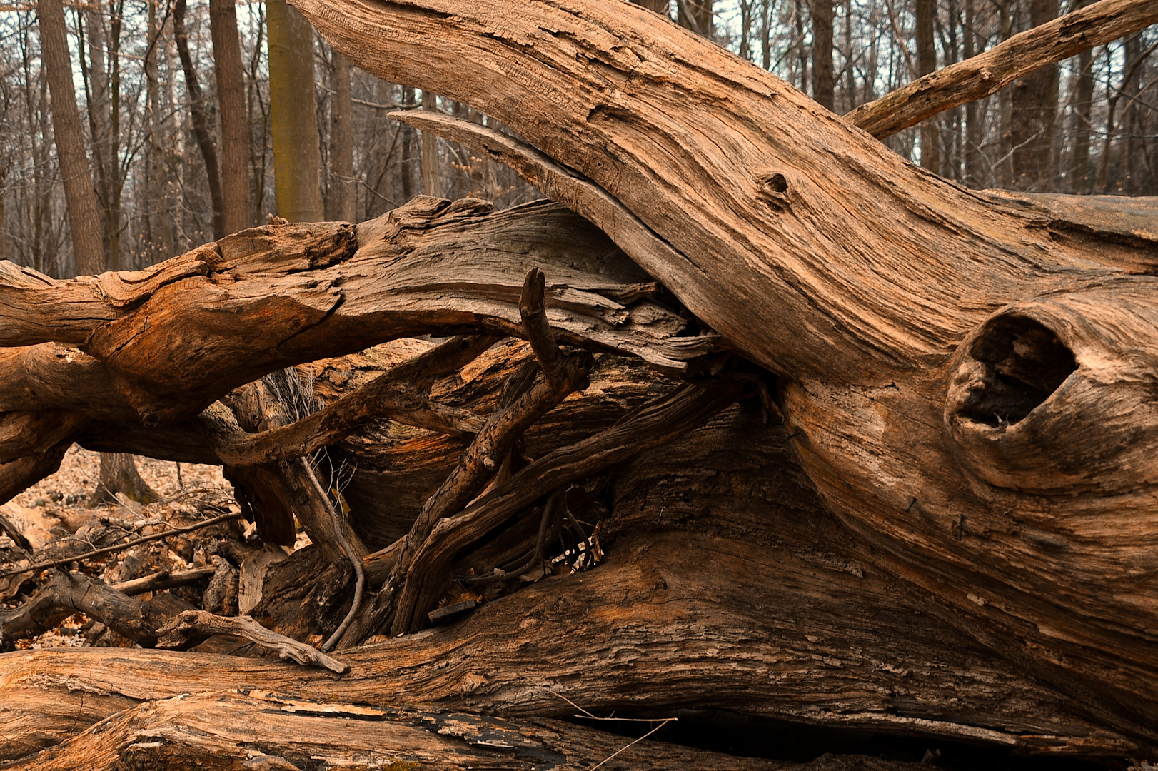 wood eats wood. and don't ask me who else is eating what.