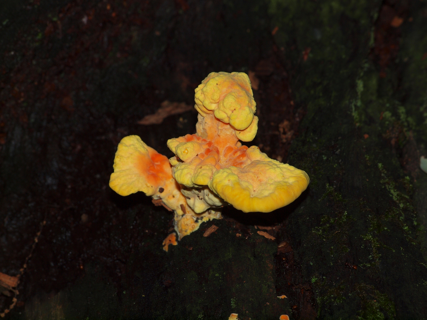 Wood Fungi