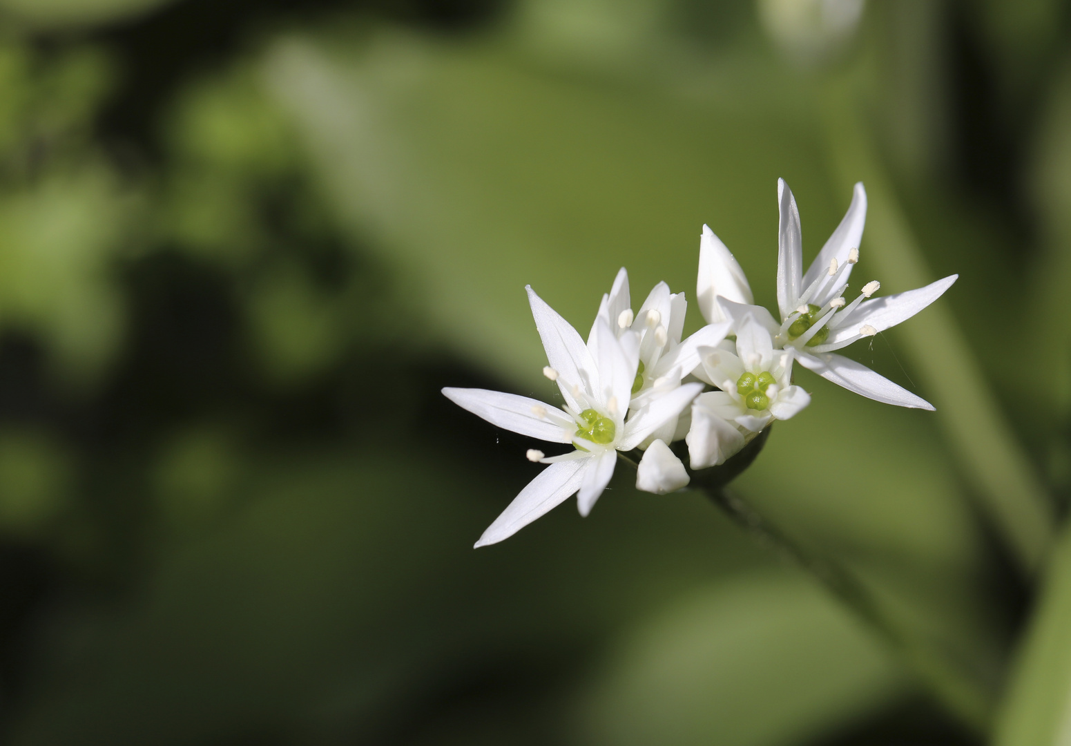 wood garlic