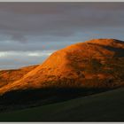 wood hill evening in the cheviot hills