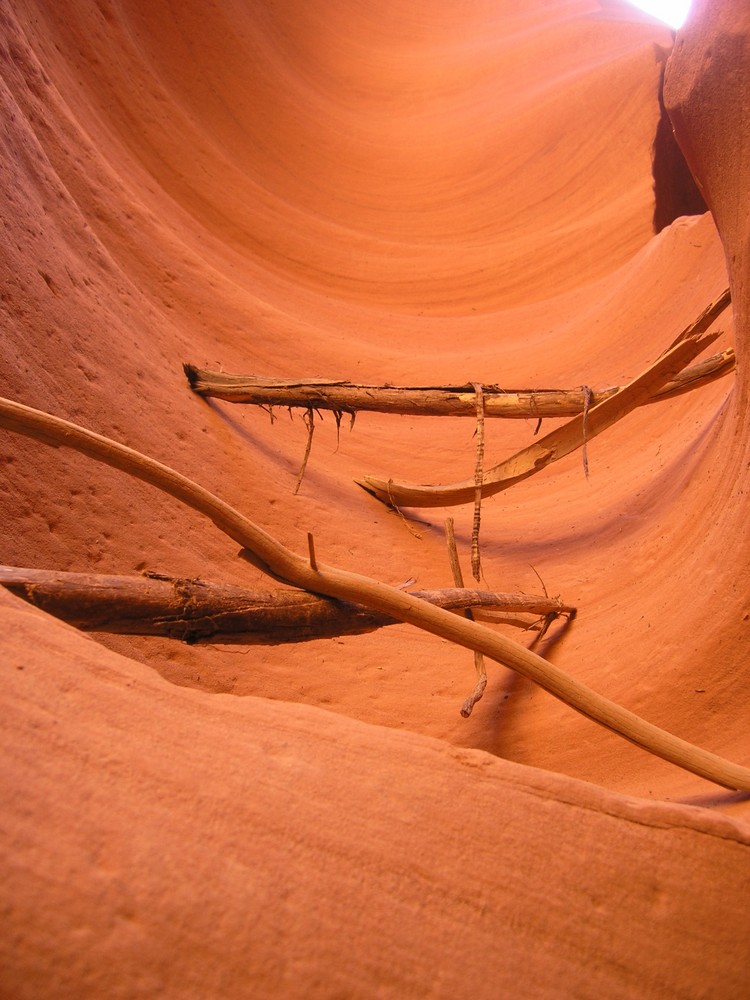 wood in the canyon