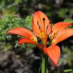 Wood Lilly, Philadelphia-Lilie (Lilium philadelphicum)....