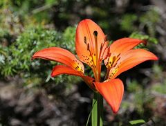 Wood Lilly, Philadelphia-Lilie (Lilium philadelphicum)....