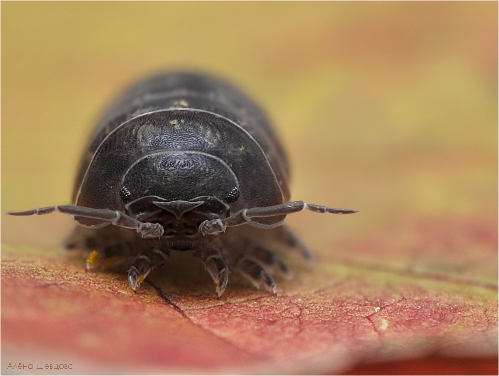 Wood louse