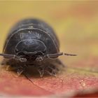 Wood louse