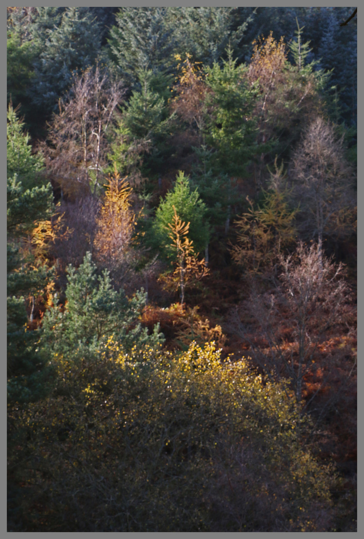 wood north of blanchland Northumberland 1A