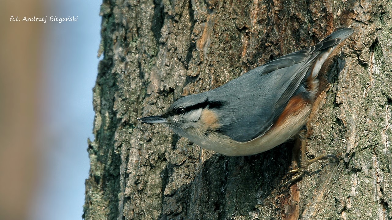 Wood nuthatch 1