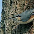 Wood nuthatch 1