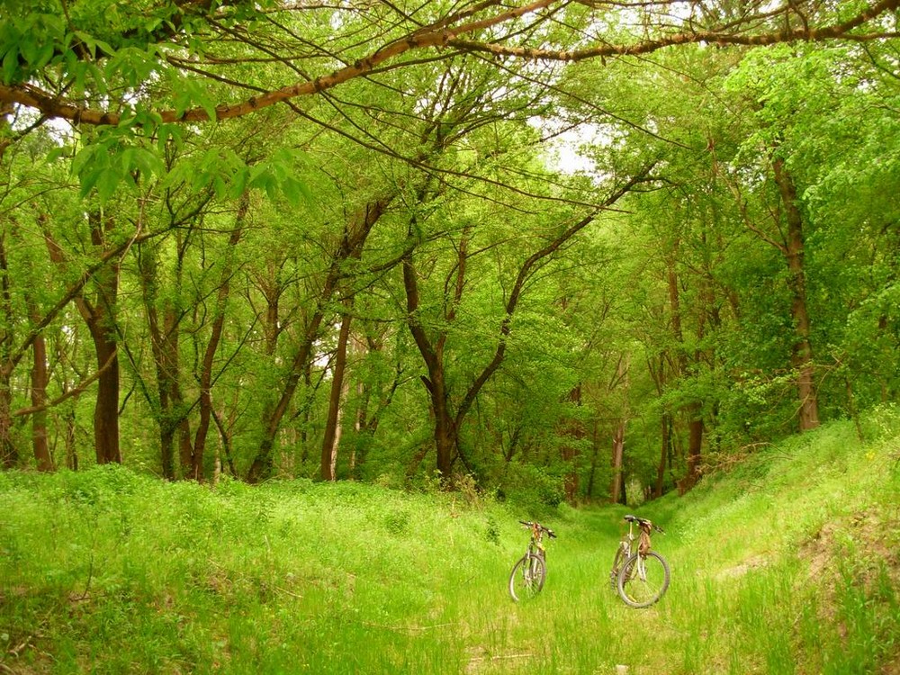 wood on Danube