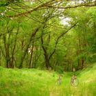 wood on Danube