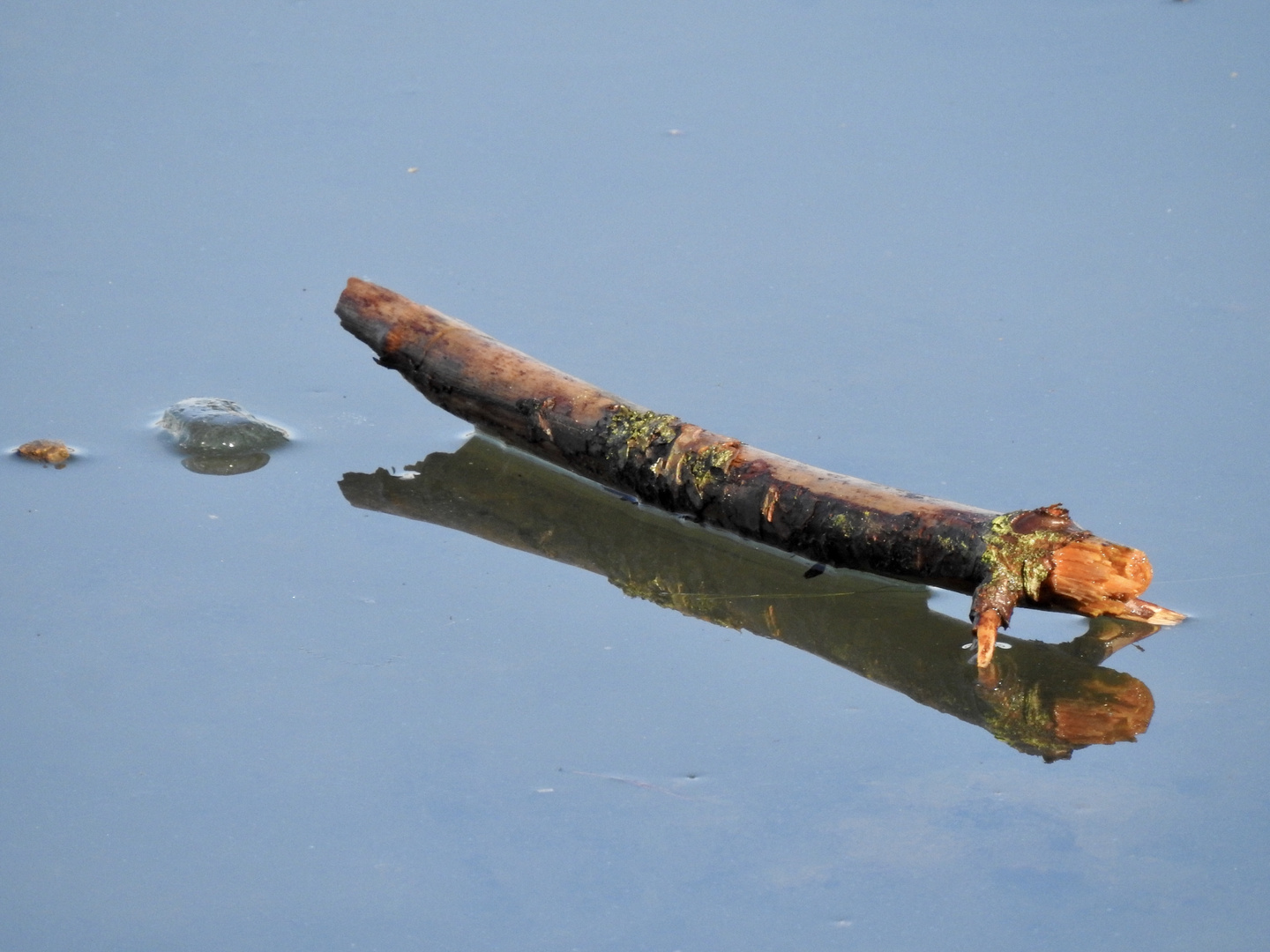 Wood on Ice....