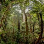 Wood path in the Kauri forest