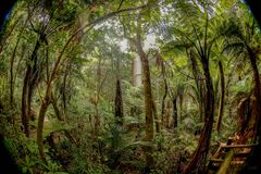 Wood path in the Kauri forest