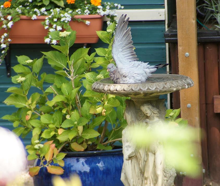 Wood Pidgeon Cooling off