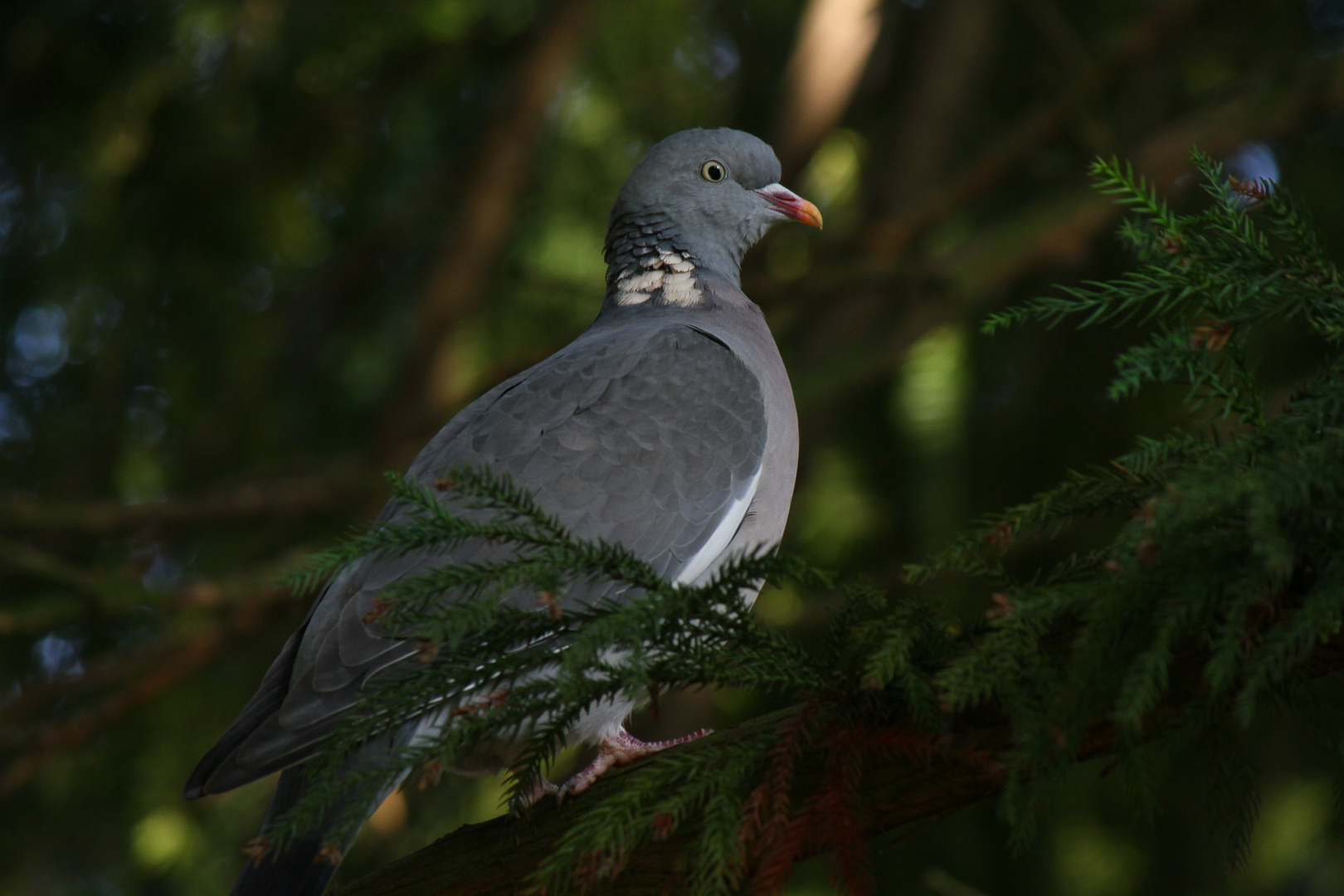 Wood pigeon