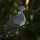 Wood pigeon