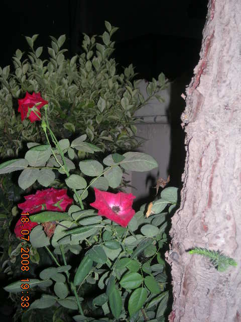 Wood, Rose and Night