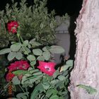 Wood, Rose and Night