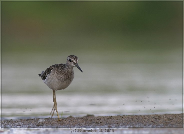 Wood Sandpiper